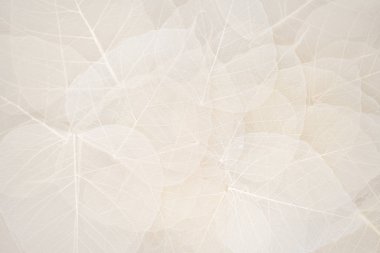 Close up of Fiber structure of dry leaves texture background. Cell patterns of Skeletons leaves, foliage branches, Leaf veins abstract of Autumn background for creative banner design or greeting card