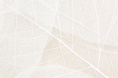Close up of Fiber structure of dry leaves texture background. Cell patterns of Skeletons leaves, foliage branches, Leaf veins abstract of Autumn background for creative banner design or greeting card