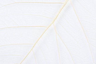 Close up of Fiber structure of dry leaves texture background. Cell patterns of Skeletons leaves, foliage branches, Leaf veins abstract of Autumn background for creative banner design or greeting card