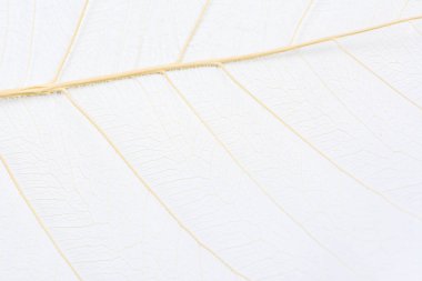 Close up of Fiber structure of dry leaves texture background. Cell patterns of Skeletons leaves, foliage branches, Leaf veins abstract of Autumn background for creative banner design or greeting card