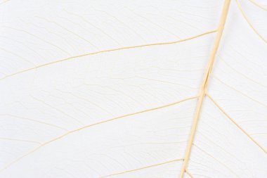 Close up of Fiber structure of dry leaves texture background. Cell patterns of Skeletons leaves, foliage branches, Leaf veins abstract of Autumn background for creative banner design or greeting card