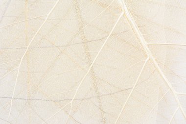 Close up of Fiber structure of dry leaves texture background. Cell patterns of Skeletons leaves, foliage branches, Leaf veins abstract of Autumn background for creative banner design or greeting card