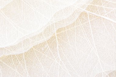 Close up of Fiber structure of dry leaves texture background. Cell patterns of Skeletons leaves, foliage branches, Leaf veins abstract of Autumn background for creative banner design or greeting card