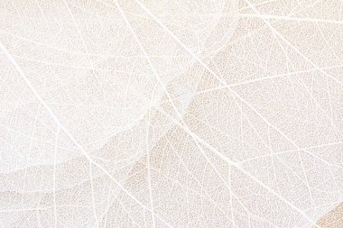 Close up of Fiber structure of dry leaves texture background. Cell patterns of Skeletons leaves, foliage branches, Leaf veins abstract of Autumn background for creative banner design or greeting card
