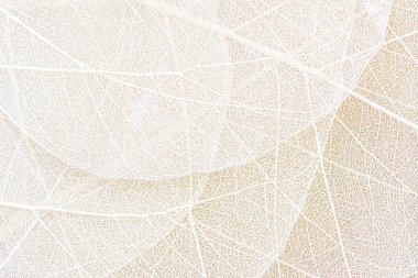 Close up of Fiber structure of dry leaves texture background. Cell patterns of Skeletons leaves, foliage branches, Leaf veins abstract of Autumn background for creative banner design or greeting card