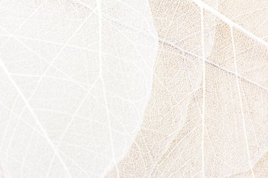 Close up of Fiber structure of dry leaves texture background. Cell patterns of Skeletons leaves, foliage branches, Leaf veins abstract of Autumn background for creative banner design or greeting card