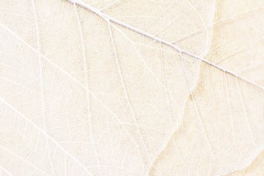 Close up of Fiber structure of dry leaves texture background. Cell patterns of Skeletons leaves, foliage branches, Leaf veins abstract of Autumn background for creative banner design or greeting card