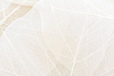 Close up of Fiber structure of dry leaves texture background. Cell patterns of Skeletons leaves, foliage branches, Leaf veins abstract of Autumn background for creative banner design or greeting card