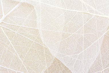Close up of Fiber structure of dry leaves texture background. Cell patterns of Skeletons leaves, foliage branches, Leaf veins abstract of Autumn background for creative banner design or greeting card