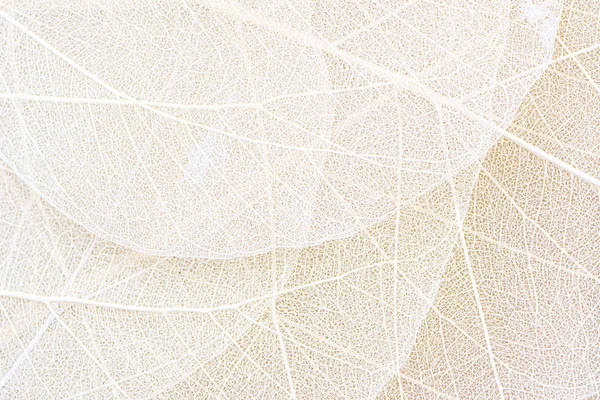 Close Fiber Structure Dry Leaves Texture Background Cell Patterns Skeletons — Stock Photo, Image