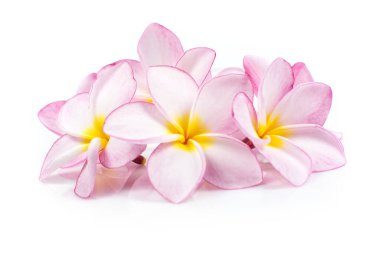 Çiçeklenen renkli egzotik gül rengi Frangipani çiçeği, Pembe Plumeria veya Frangipani 'ye (Hawaii, Hawaii, Hawaii, Lei Çiçeği, Bali Endonezya, Shri-Lanka Seylan, Spa) yakın plan)