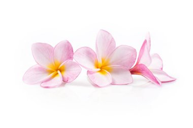 Nature pattern of blossoming color exotic rose pink Frangipani flower, Close up of pink Plumeria or Frangipani (Hawaii, Hawaiian Lei Flower, Bali Indonesia, Shri-Lanka Ceylon, Spa) with clipping path clipart