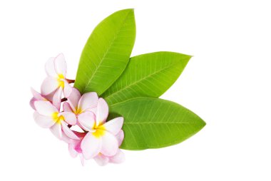 Çiçeklenen renkli egzotik gül rengi Frangipani çiçeği, Pembe Plumeria veya Frangipani 'ye (Hawaii, Hawaii, Hawaii, Lei Çiçeği, Bali Endonezya, Shri-Lanka Seylan, Spa) yakın plan)