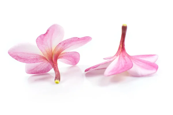 Natura Wzór Kwitnący Kolor Egzotyczny Różowy Kwiat Frangipani Zbliżenie Różowy — Zdjęcie stockowe