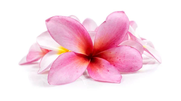 Çiçeklenen Renkli Egzotik Gül Rengi Frangipani Çiçeği Pembe Plumeria Veya — Stok fotoğraf