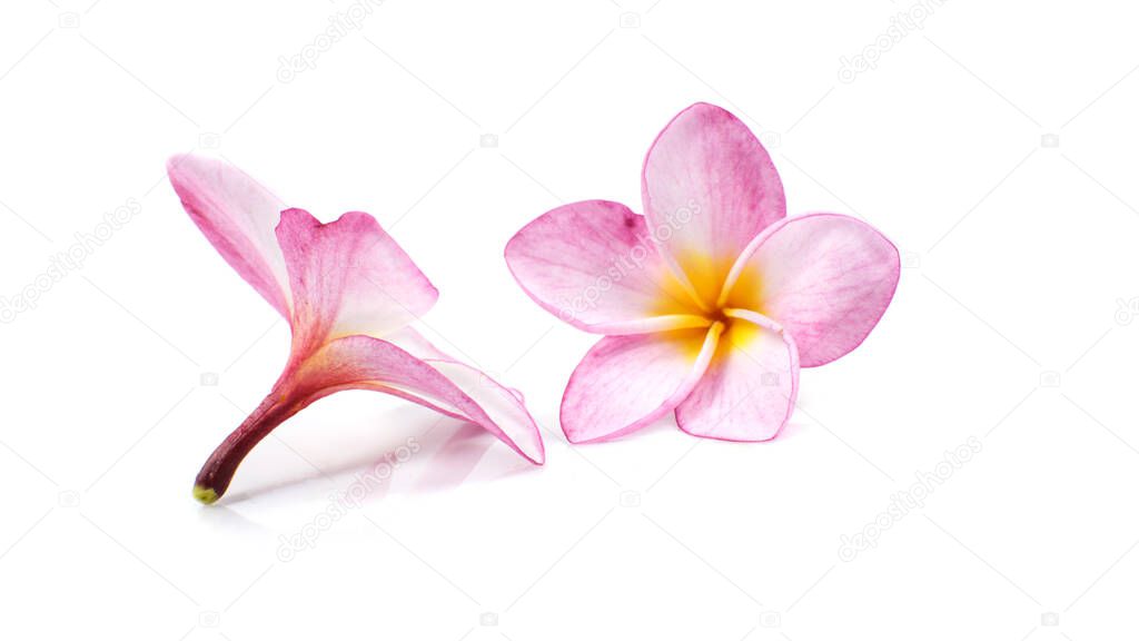 Nature pattern of blossoming color exotic rose pink Frangipani flower, Close up of pink Plumeria or Frangipani (Hawaii, Hawaiian Lei Flower, Bali Indonesia, Shri-Lanka Ceylon, Spa) with clipping path