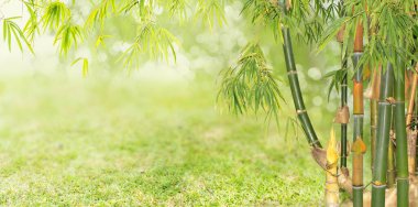 Bambuların doğal ışık desenli bulanık doğa manzarası. Güzel yeşil yapraklar ve tropikal ormanda bokeh ile ağaç. Bulanık güneşli arkaplanda büyüyen bambu sınır tasarımı