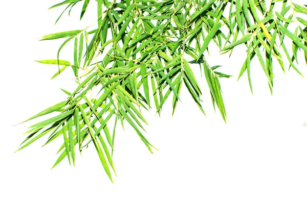 Close Bamboo Forest Green Leaves Natural Light Banner Website Design — Stock Photo, Image