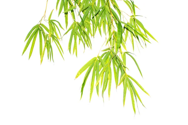 Bambu Ormanını Yeşil Yaprakları Pankart Web Sitesi Tasarımı Için Doğal — Stok fotoğraf