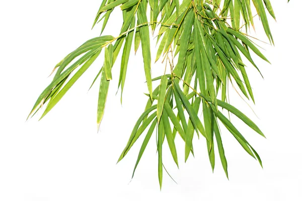 Zblízka Bambusový Les Zelené Listy Přirozeným Světlem Pro Banner Nebo — Stock fotografie