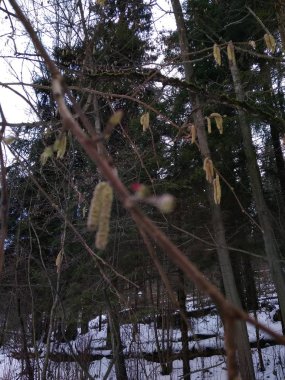 Krasnogorsk ormanında kayak yapmak