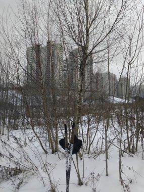 Krasnogorsk ormanında kayak yapmak