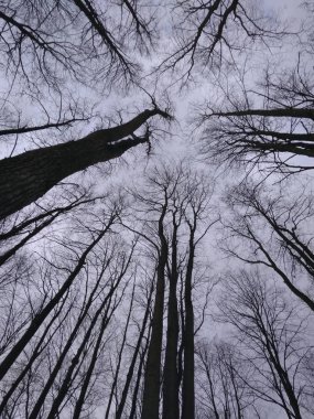 Krasnogorsk ormanında kayak yapmak