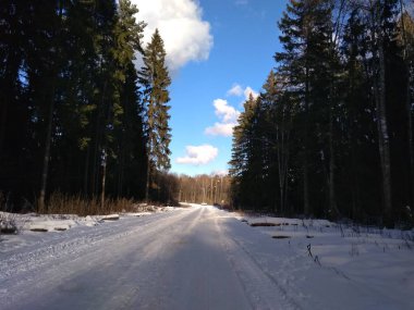 Güneşli bir kış gününde ormanda bir yürüyüş.