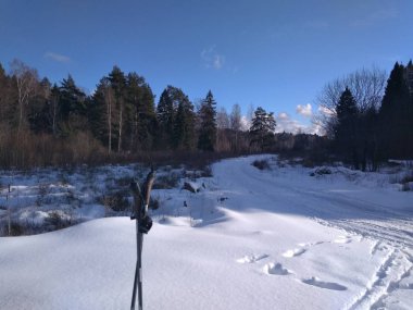 Güneşli bir kış gününde ormanda bir yürüyüş.