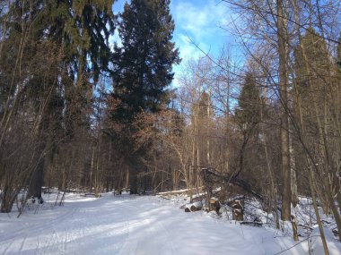 Güneşli bir kış gününde ormanda bir yürüyüş.