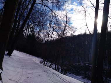 Güneşli bir kış gününde ormanda bir yürüyüş.