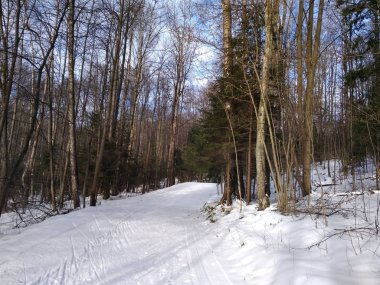 Güneşli bir kış gününde ormanda bir yürüyüş.