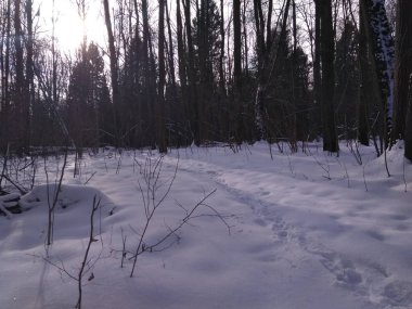 Güneşli bir kış gününde ormanda bir yürüyüş.