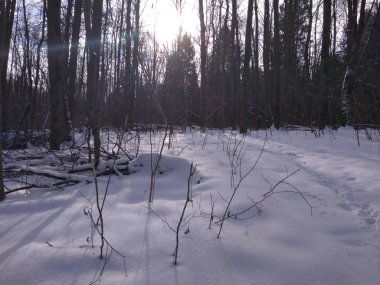 Güneşli bir kış gününde ormanda bir yürüyüş.