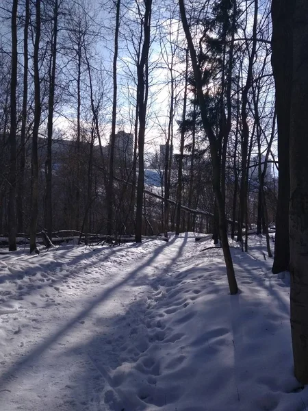 Прогулка Лесу Солнечный Зимний День — стоковое фото