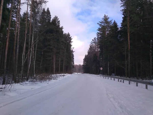 Promenad Skogen Solig Vinterdag — Stockfoto