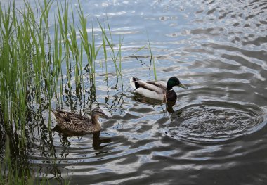 Ducks floating on the still water of the lake
