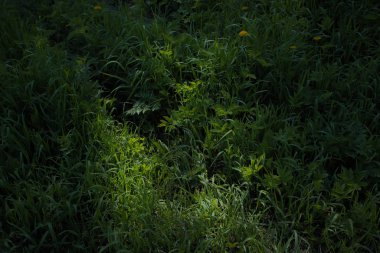 Spring green meadow grass as background. Green meadow grass as a background. Spring sunny day.
