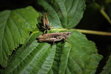 Close up of the Grasshoppers standing on green leaves at the background. Selective focus of the Caelifera on green leaf