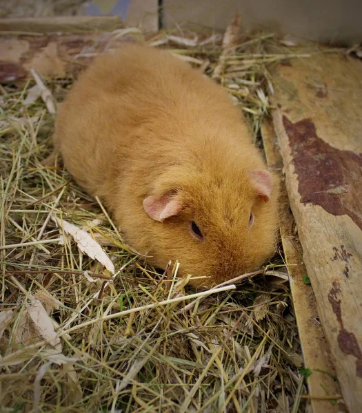 Young guinea pig in the cage. Young guinea pig sitting in the cage among grass. Guinea pig in a cage. Guinea pigs in an open cage on dry grass.