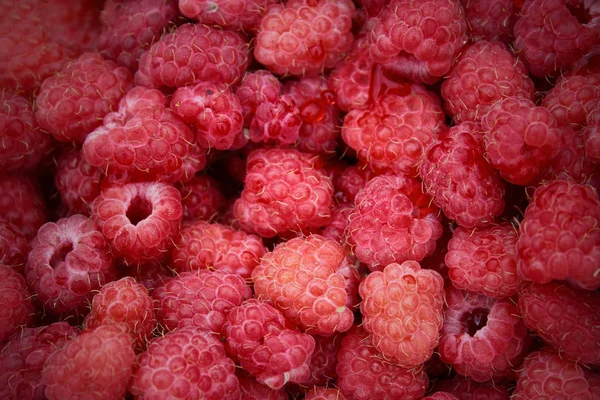 Fresh raspberries background closeup photo. Fresh and sweet raspberries background. Macro Photo food raspberry berry. Texture background ripe pink raspberry berry. Image food product berry raspberry. — ストック写真