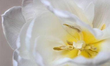 White blurred Peony flower with yellow core close-up background texture. Selective focus.Soft focus