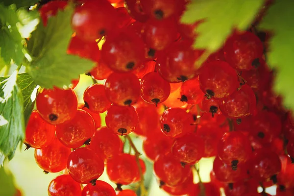 Branch of red currant. With green leaves close up. Ripe red currants close-up as background — Stock Photo, Image