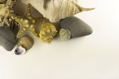 Beyaz arka planda deniz yıldızı, deniz kabuğu ve taşlar. Seyahat gebeliği. Tasarım, okyanus