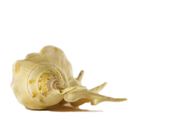 Beautiful beige sea shell on the white background. Artistic photography. Selective focus. — Stock Photo, Image