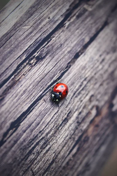 A joaninha está andando ao longo da tábua de madeira velho weathered, para uso papel de parede. Conceito de foco suave. Joaninha Macro. Desfocado — Fotografia de Stock