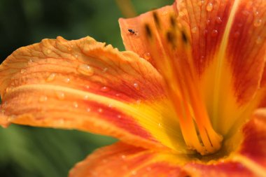 Turuncu zambak, yakın çekim, parlak güneş ışığı, makrofotoğrafçılık. Çiçek portakalı zambağı. Yakın plan. Amaryllis Hippeastrum 'un bulanık çiçeği. Odaklanmamış bulanık arkaplan