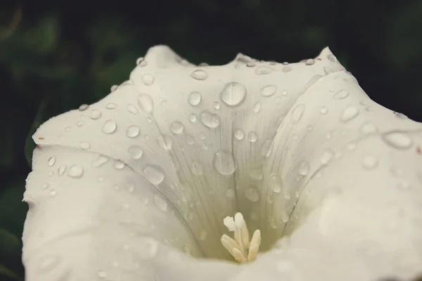 White open flower loach. A beautiful garden weed. Beautiful snow-white flower of loach. Closeup