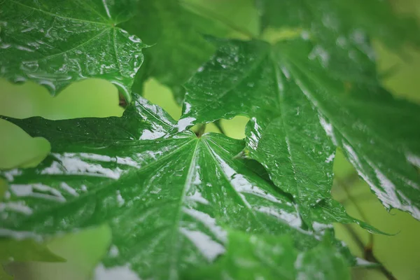 Close-Up Of Raindrops On Maple Leaves. Maple Leaves With Water Droplets. rain on wet maple leaves