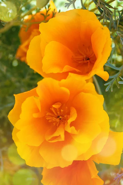 Eschscholzia californica is a species of flowering plant in the Papaveraceae family. Golden yellow orange California poppies Eschscholzia californica Orange King in a flower border.